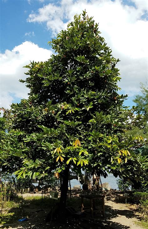 kamagong vape|Diospyros blancoi .